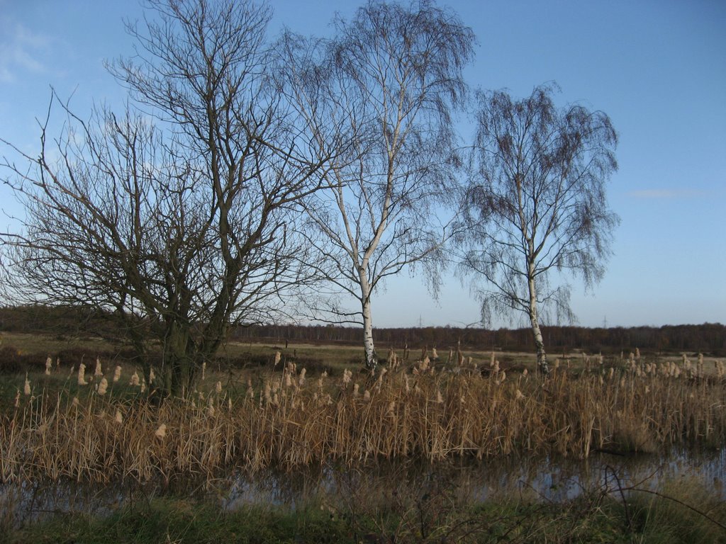 Biotop in der Drover Heide im dezember by Peter Hochheim