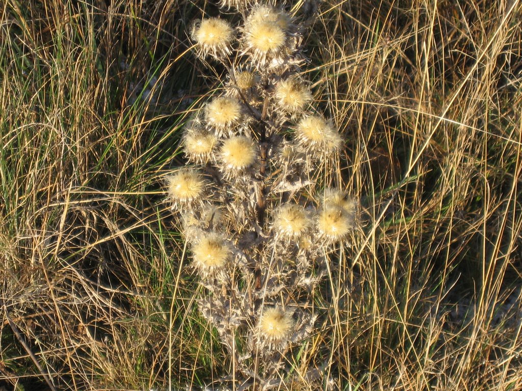 Im November in der Drover Heide by Peter Hochheim