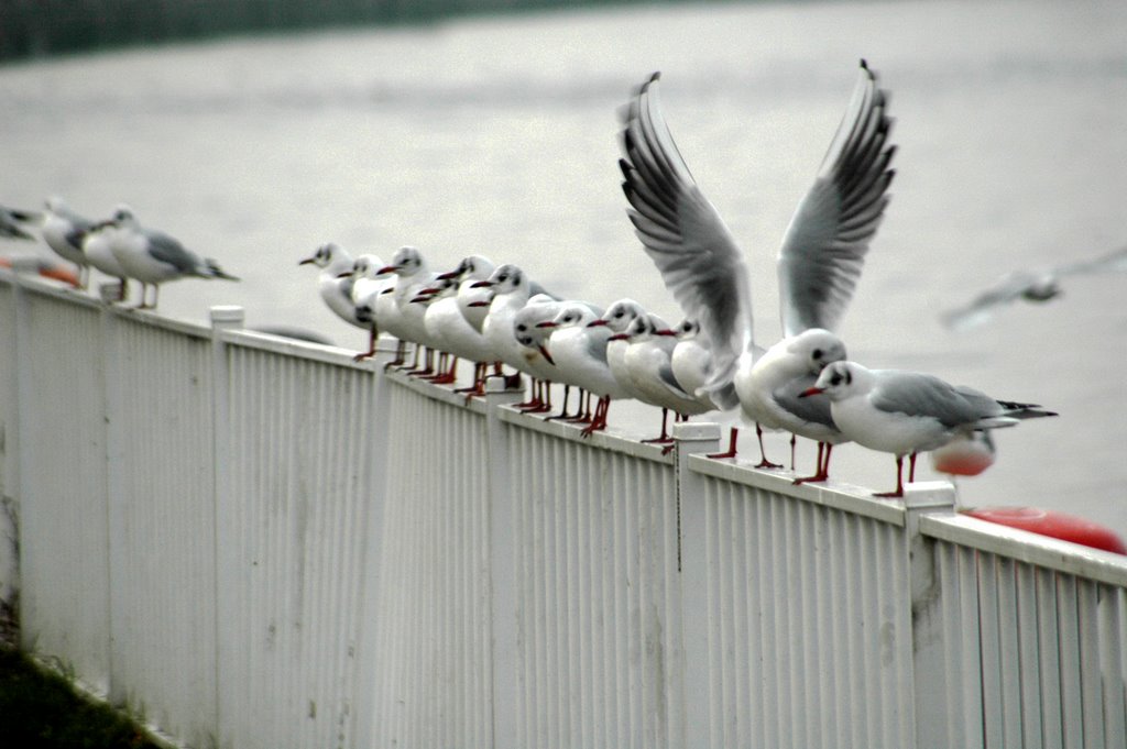 Antwerp Seagulls by P.H. Toxopeus (www.a…