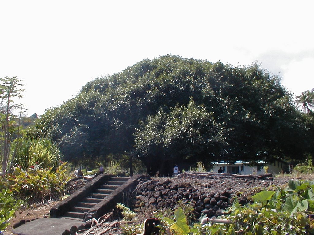 Laupahoehoe Banyan Tree by Dave Barker