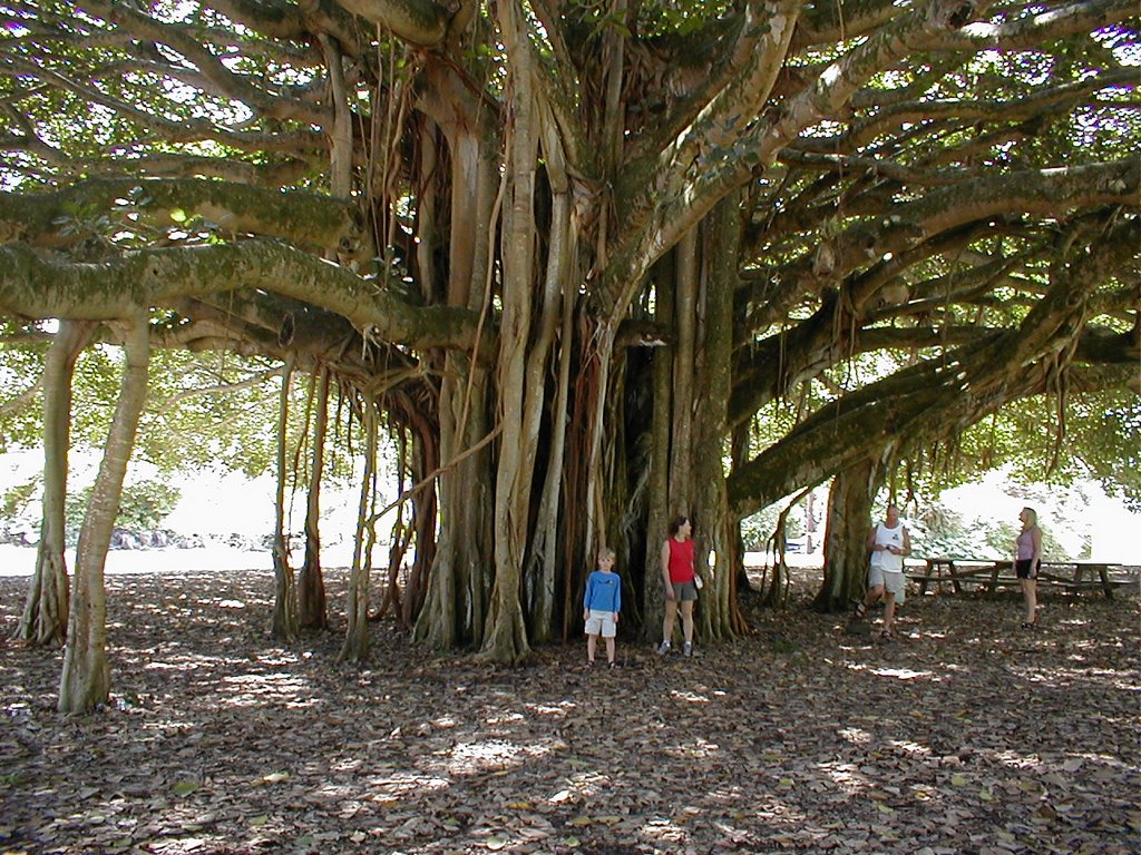 Banyan Shade Tree by Dave Barker