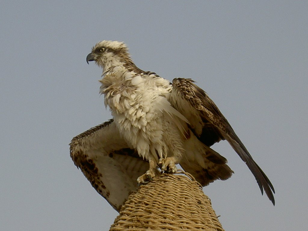 Red Sea Hawk by Dmitry Popov (mitlas…