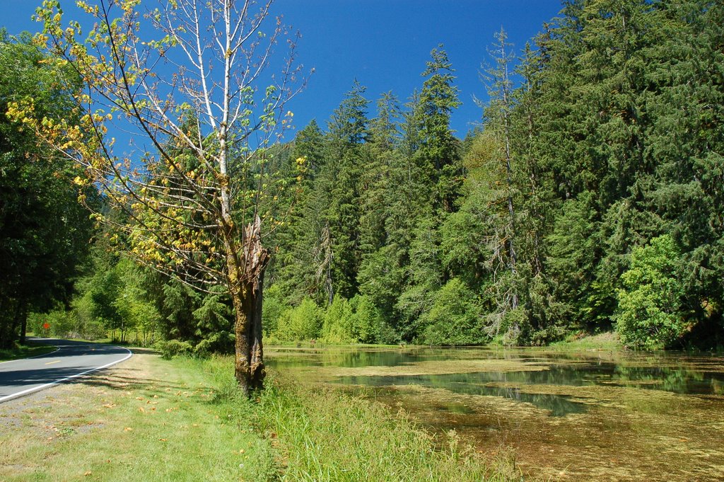 Hoh National Park by Nick Edwards