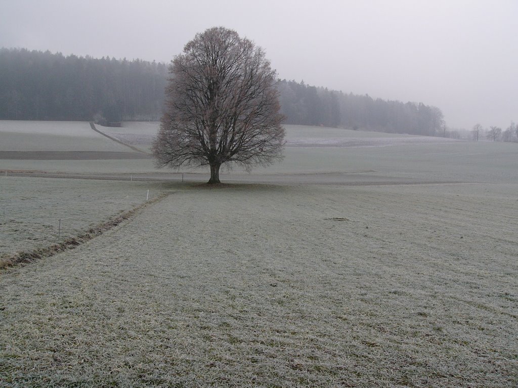 Winterlinde Forch by mastihari