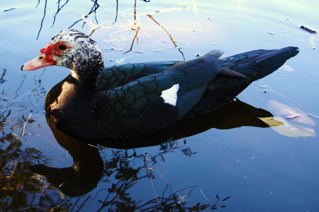 Duck At Carribean Gardens (Naples Zoo) by Neil Caulfield (NT-:…