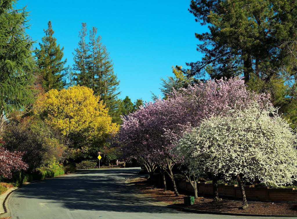 March 2012 in Los Altos seen by an old Hasselblad by Paul Gavarini