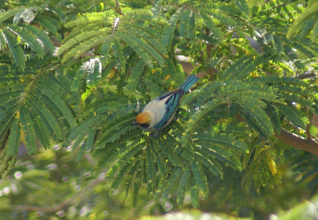 Tangara monjita...(Tangara Cayana) by Lucrecia Díaz