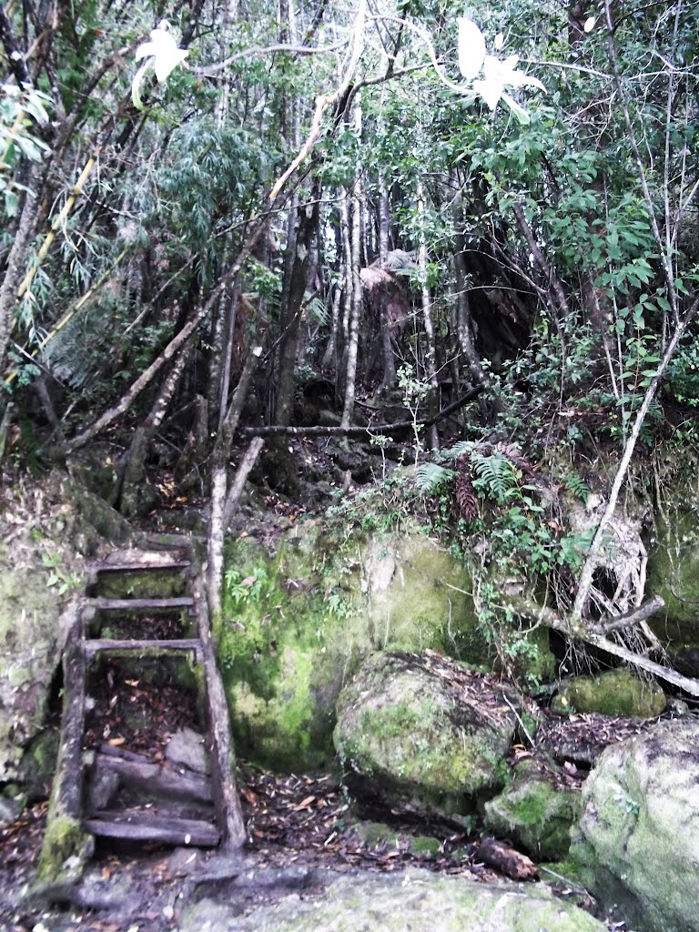 Escalera al rio Puyehue by PabloAndrez