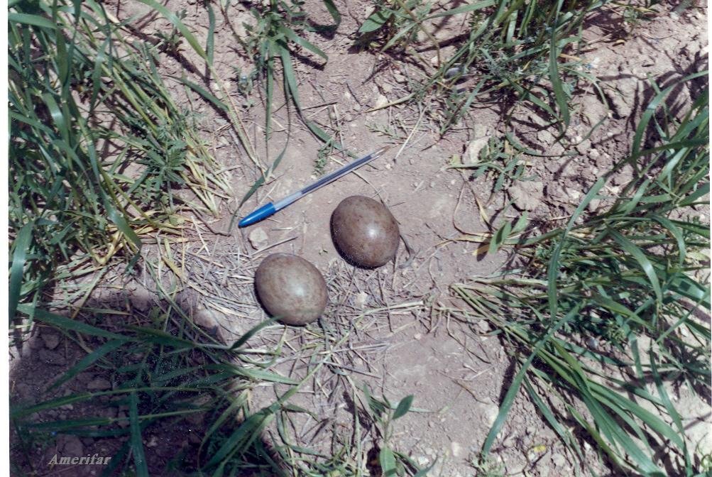 Great bustard nest -divandareh-kurdistan-pho:ameryfar by abad