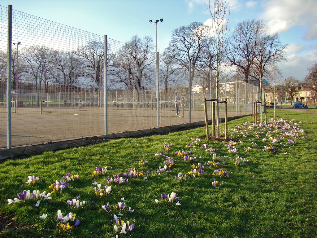 Crocus and newly planted trees next to the tennis courts, Hillsborough Park, Sheffield S6 by sixxsix