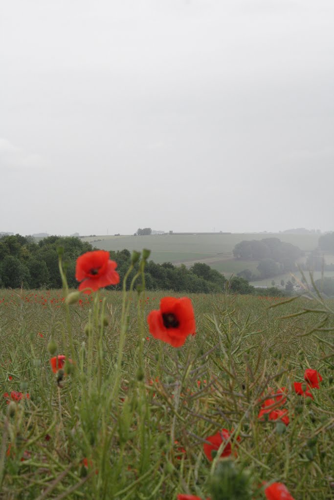 Poppies by The Ulster tower gun posts by silverback15