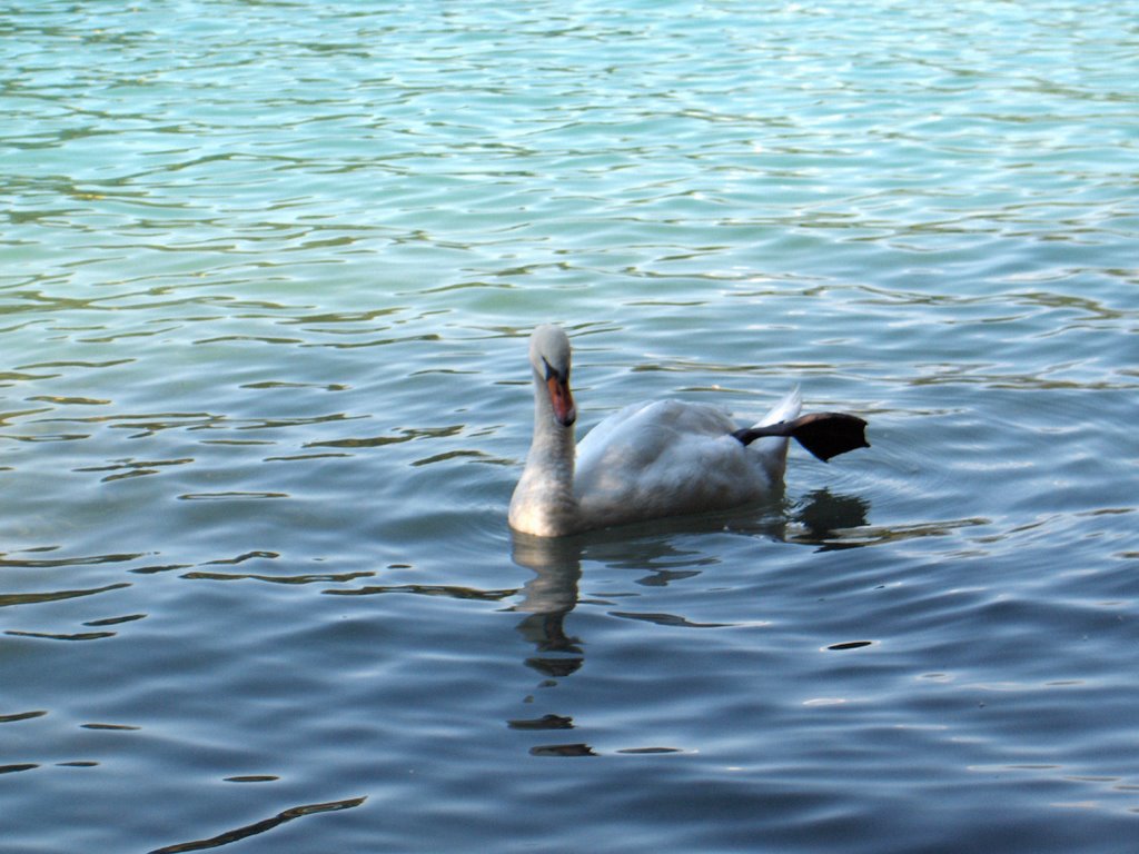 Swan at Bled by jcsanras