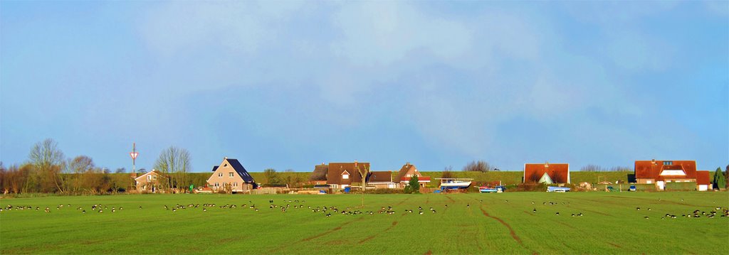 Häuser am Audeich mit Graugänsen auf dem Feld by Juliane Herrmann