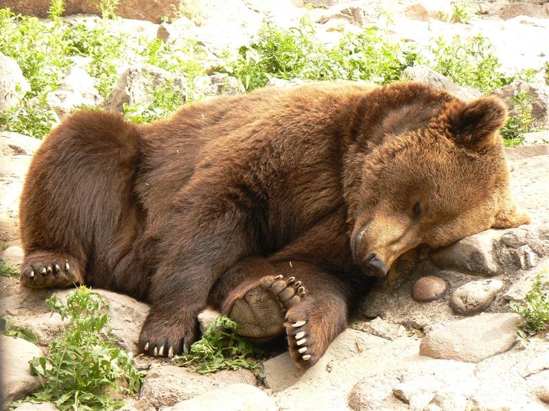 Sleeping bear - Mendoza Zoo by Edson G.