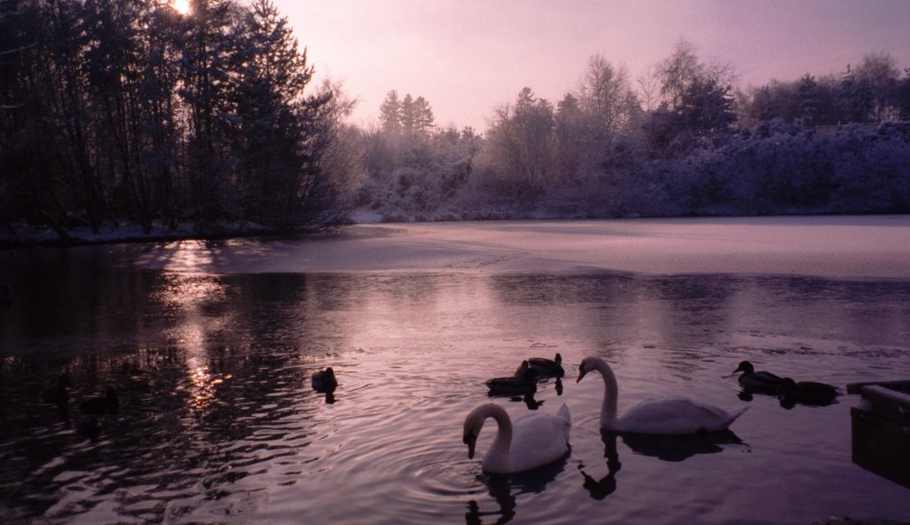 Sherwood Center Parc Swans on Lake by pippylongstocking