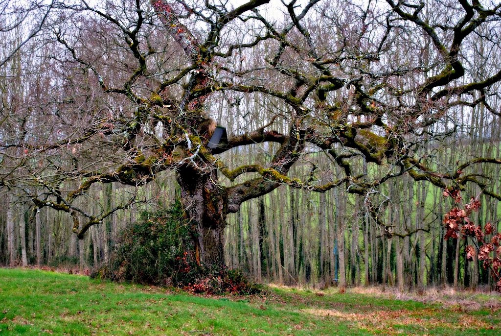 A little Autumn left on the Old Oak Tree by Rosalyn Hilborne (♦Rosa♦)