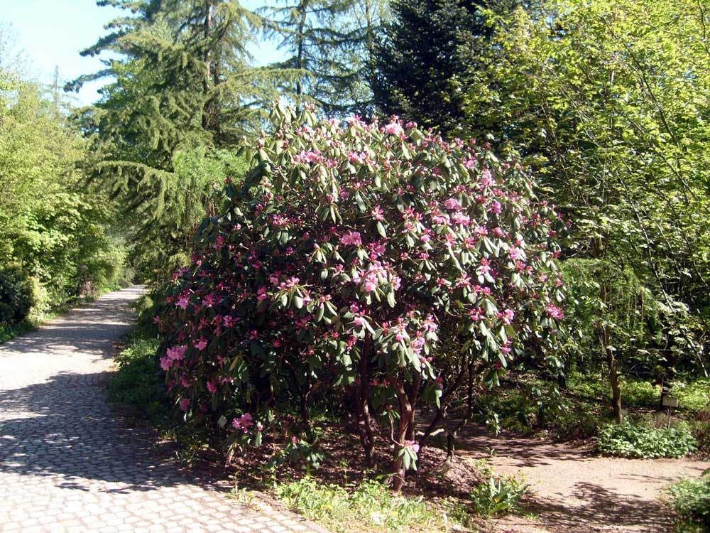 Rhododendronblüte im Forstgarten by Brigitte Kulhanek