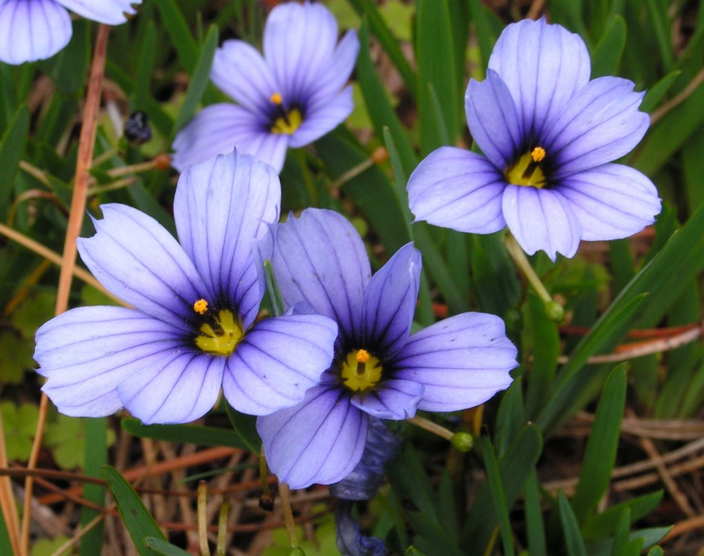 Inverewe Gardens - Devon Skies (Sisyrinchium) by Ernst Johner