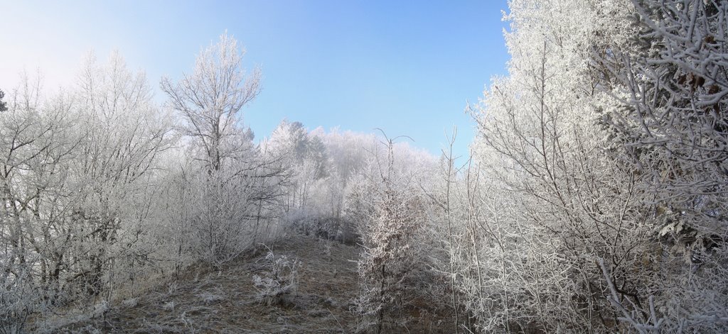 Trees in Winter by Milan Cerovský