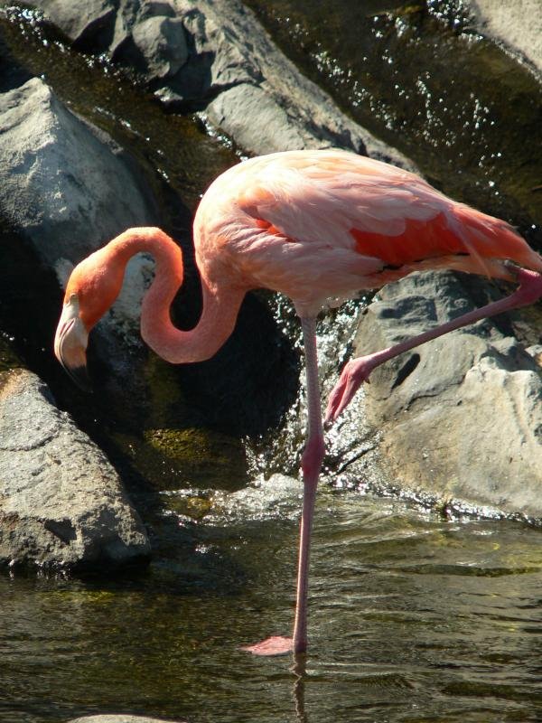 Temaiken - Flamenco / Flamingo by Cristian Feldman