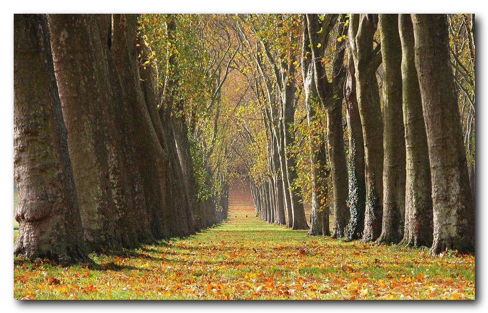 Park of the castle of Versailles (Pièce d'eau des Suisses) by pympym