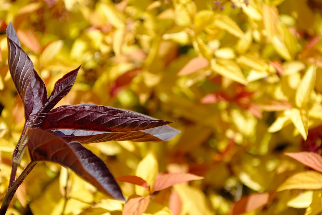 Red and yellow by bcm79