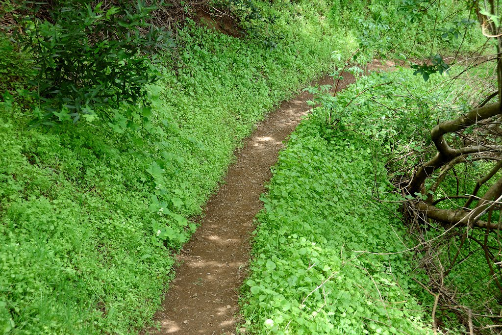 Miners Lettuce covering the hillside by bcm79