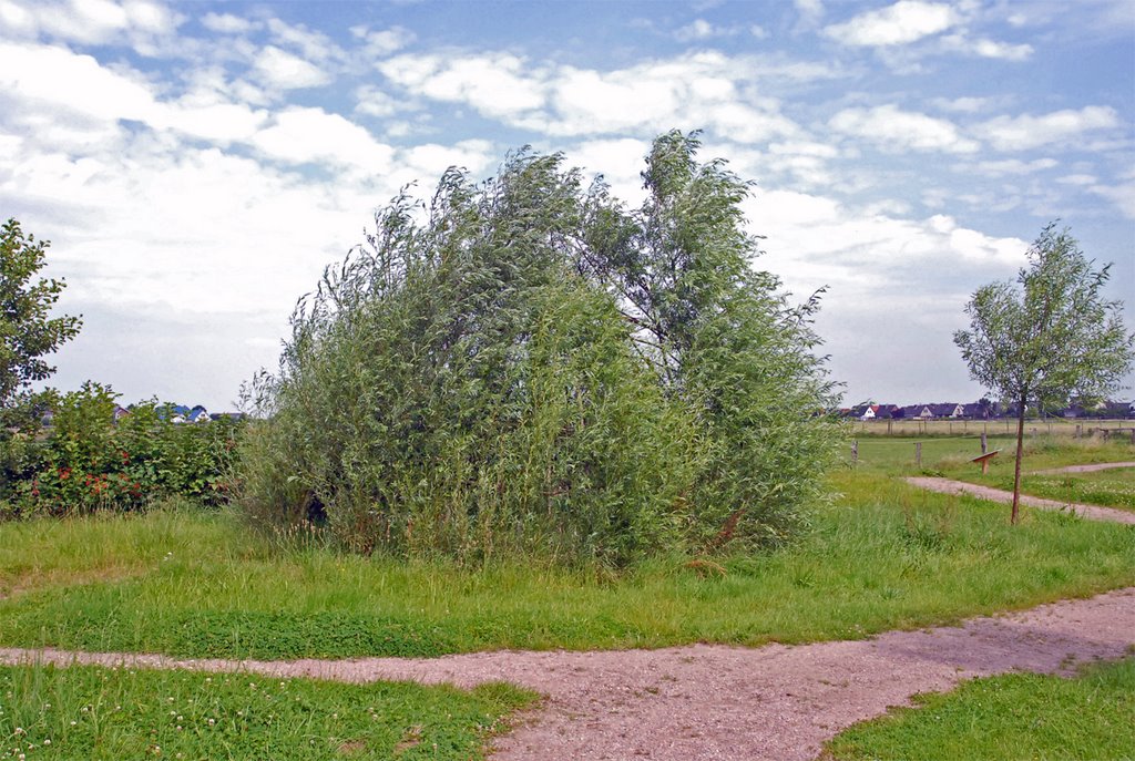 Das Naturzelt aus Weidenzweigen im Sommer 2007 by Juliane Herrmann