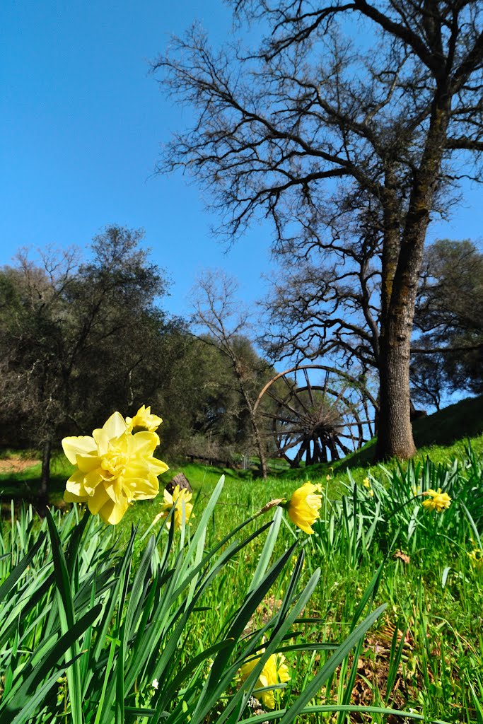 Daffodils in front of the 4th wheel by bcm79