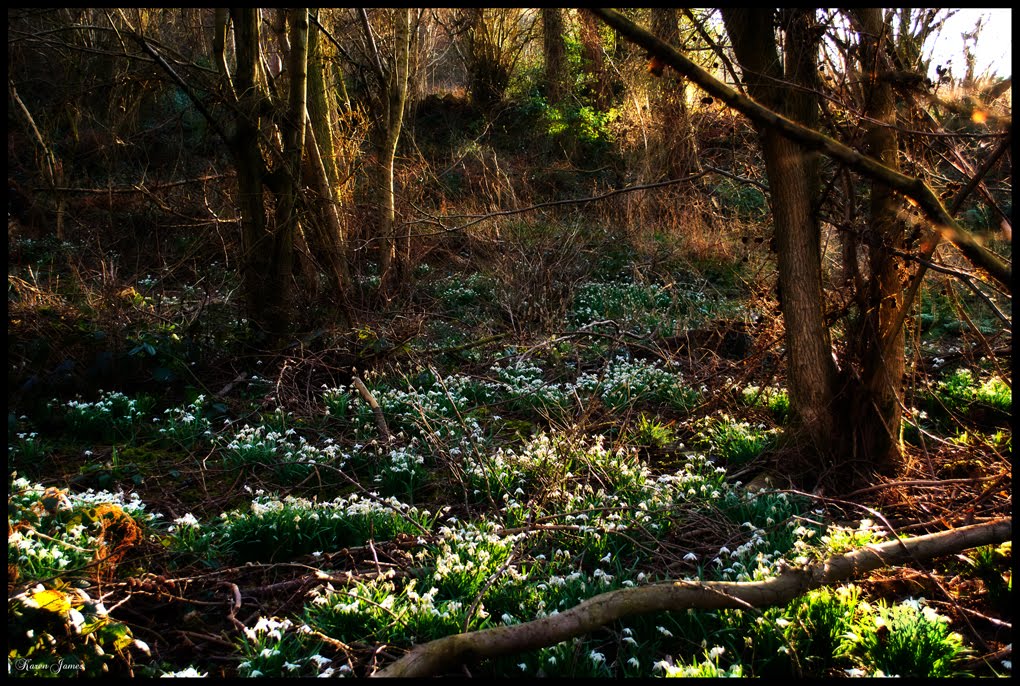 Carpet of Snowdrops by Karen James