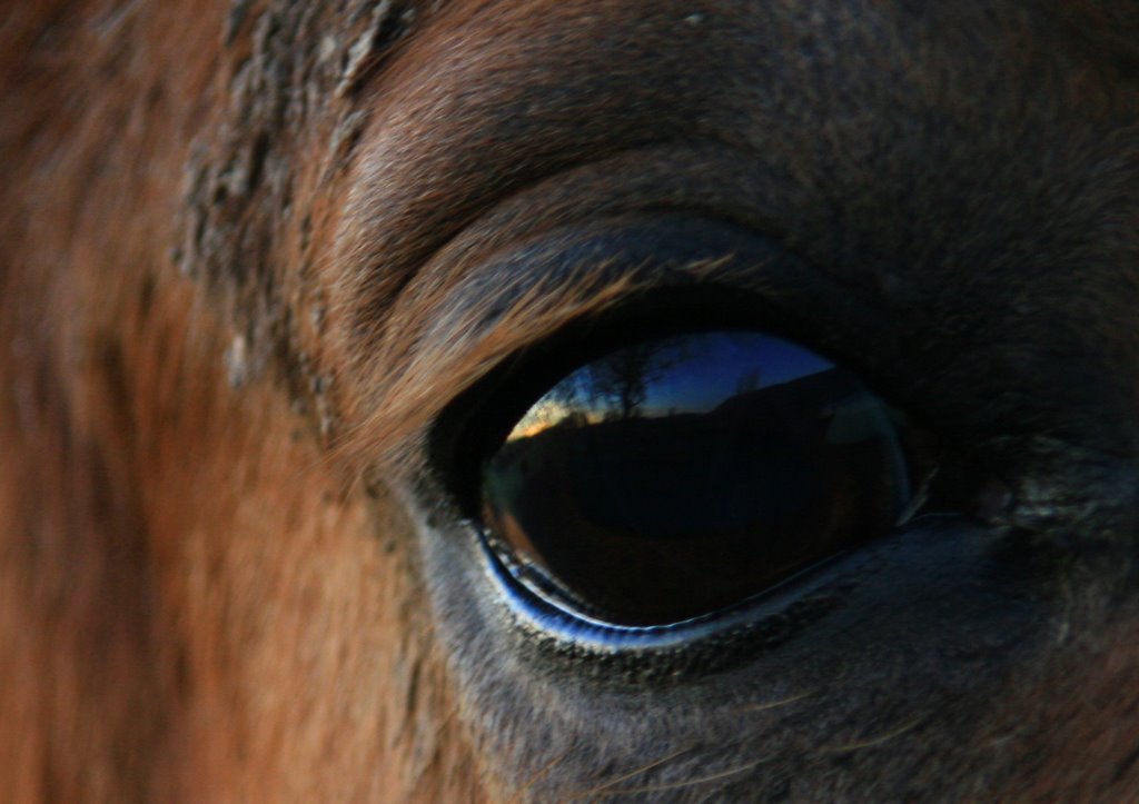 Seen through the eyes of a horse by masf