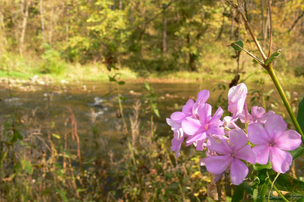 Spring Creek, Last Flower of Fall by ENC