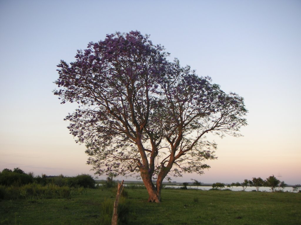 Jacarandá en flor, Belén, Salto by Agustín Tejeira Barchi