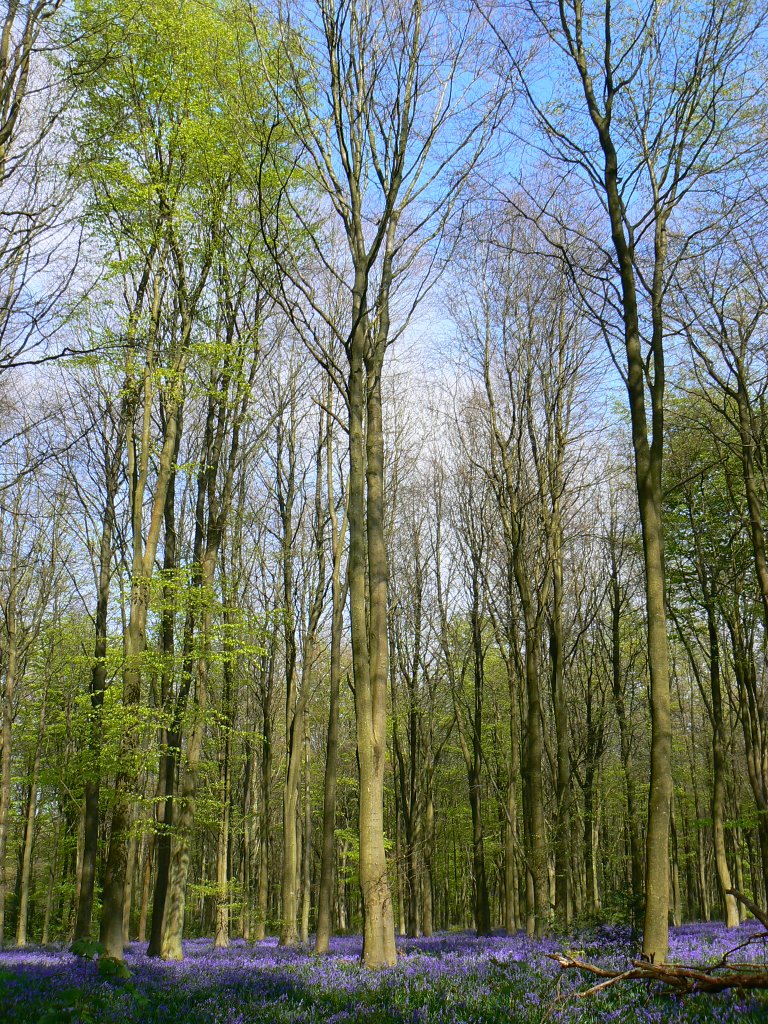 Trees and bluebells, West Woods, near Marlborough by Brian B16