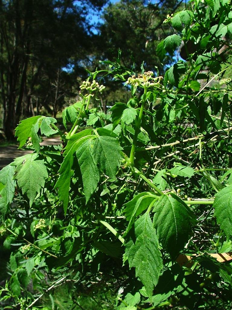 Cayratia clematidea (Vitaceae) by Greg Steenbeeke