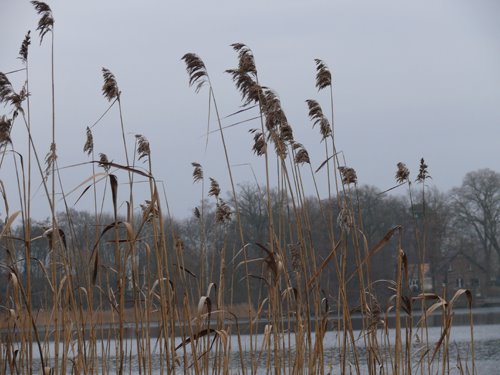 Kyritz -Winter am See by cocoschock