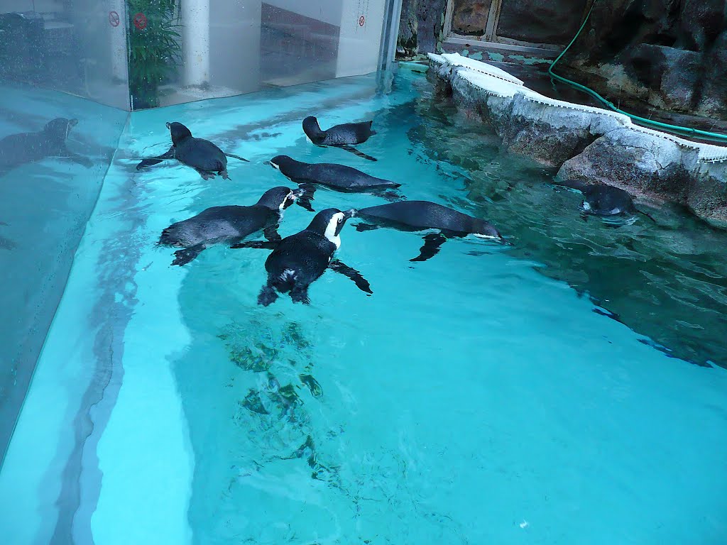 Matsushima Aquarium 松島水族館 by deekew