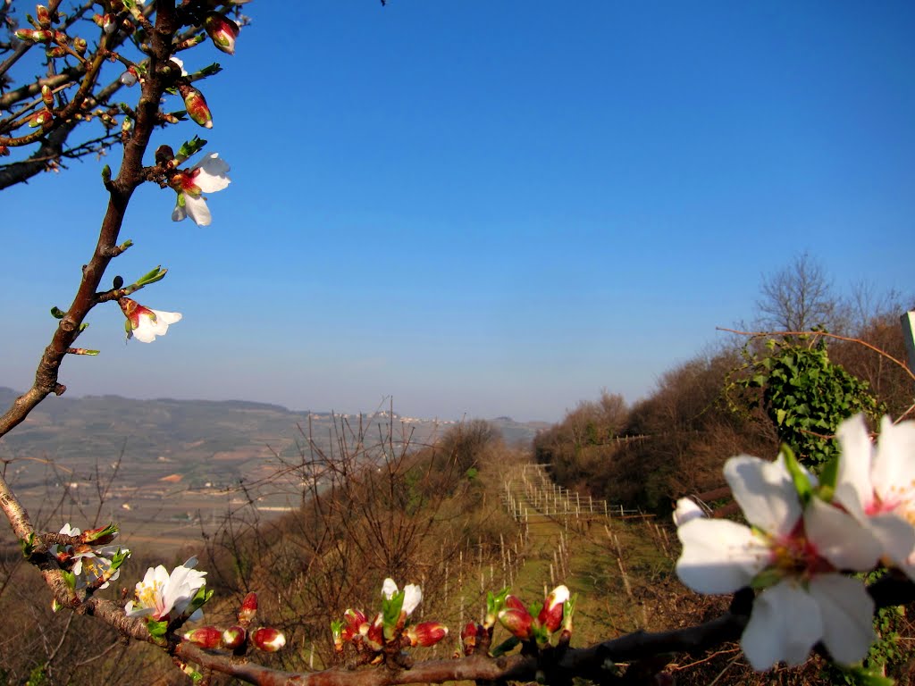 Fine inverno - Risveglio del mandorlo by Dino Danieli