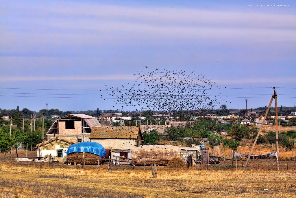 Сентябрьский вечер во Владиславовке / swarming birds in the evening by Victoria Vitkovska