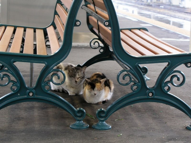 Cats, Getemba Station, Shizuoka by Japapooh