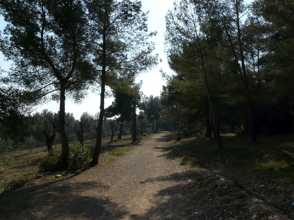 Agréable promenade dans la pinède by Jean-Claude RESSE