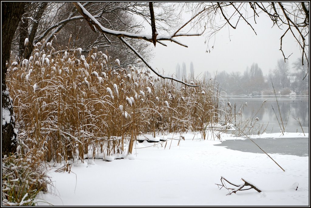 Wintery reed - Téli nádas by szkifu