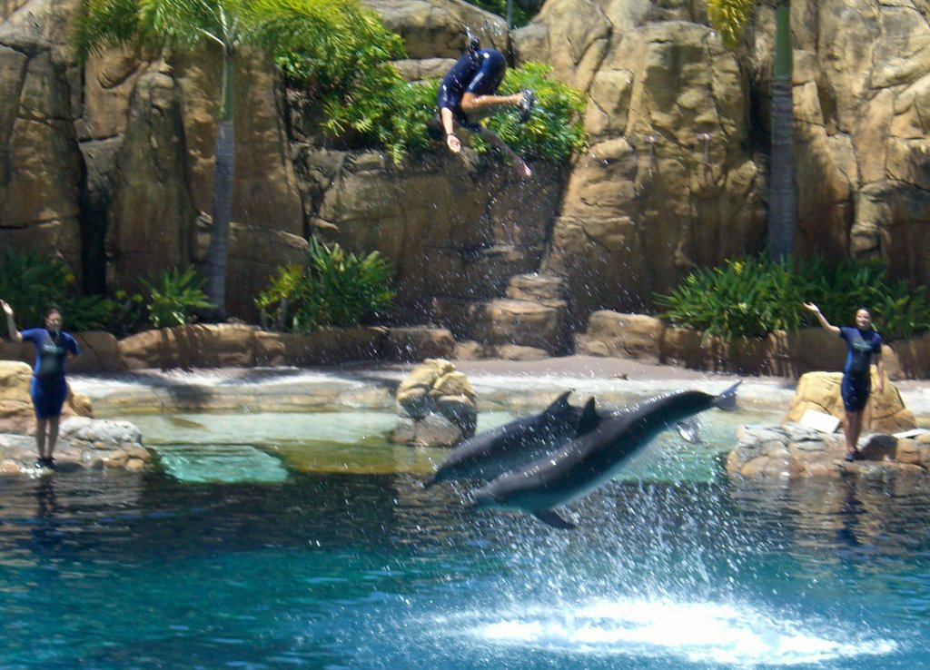 The dolphins at Seaworld by James Law