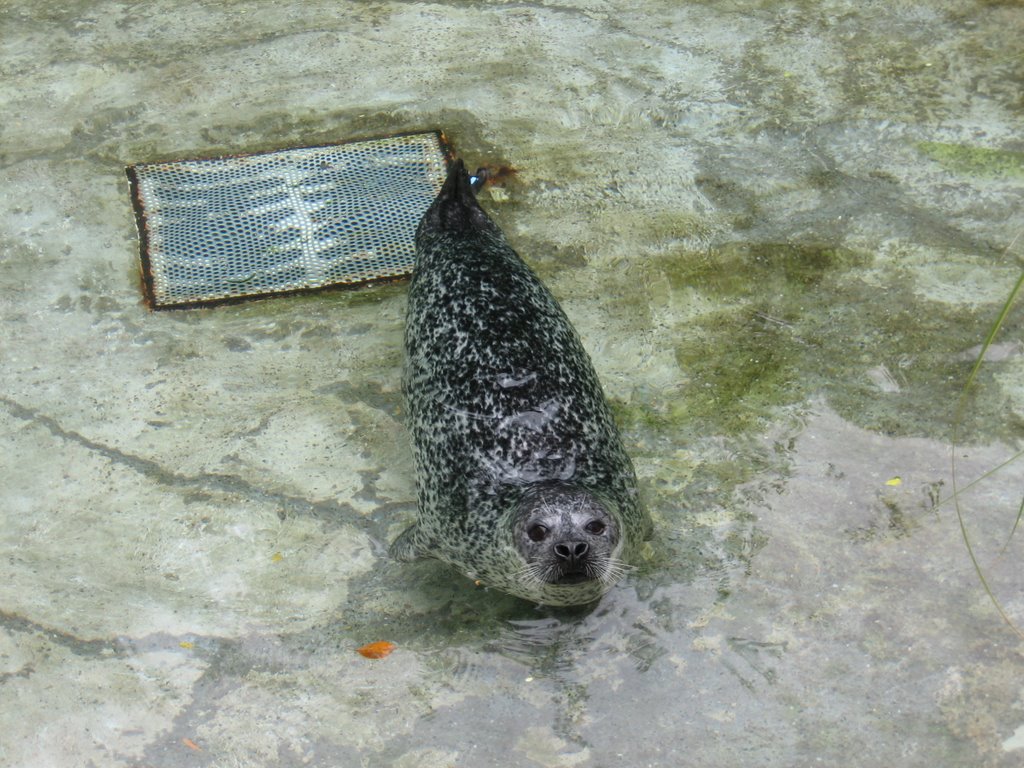 Harbor seal in the Zoo Zurich by kapibara