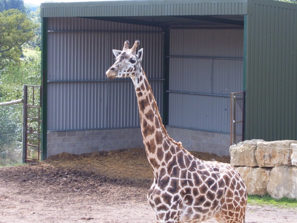 Giraffe at longleat safari park by steven ross