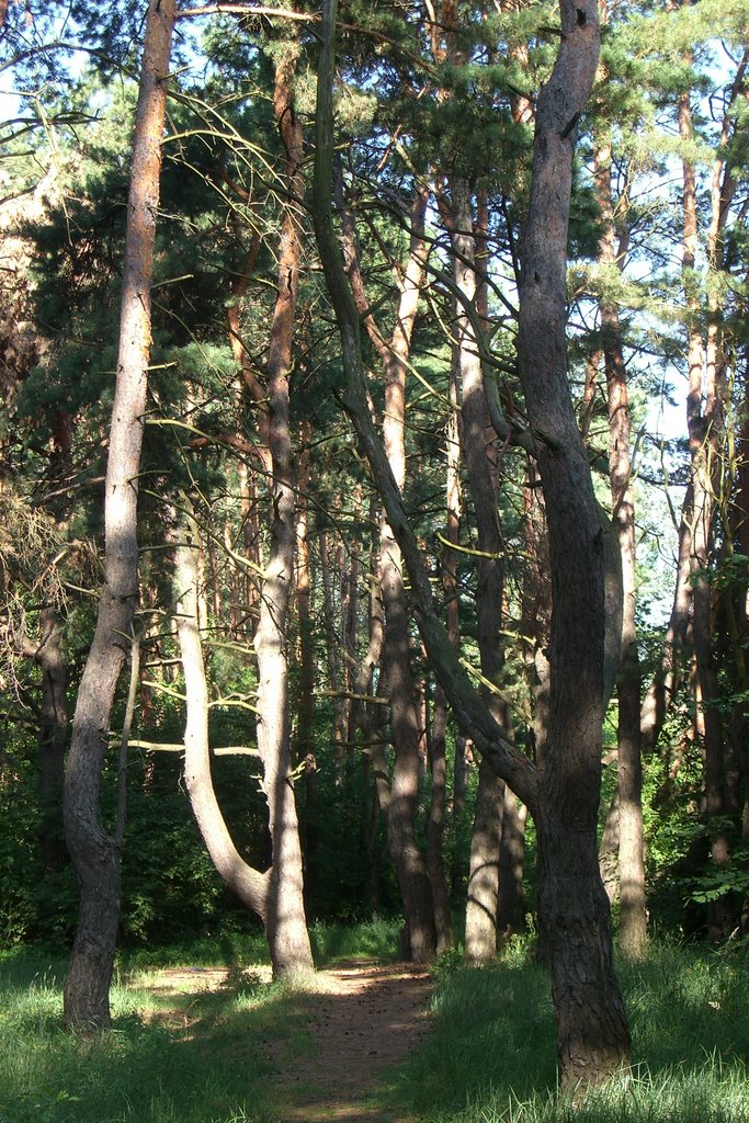 Ukraine, Poltavskaya Region, Shishaki, Pine Forest on the bank of the Psel by Olga Yakovenko