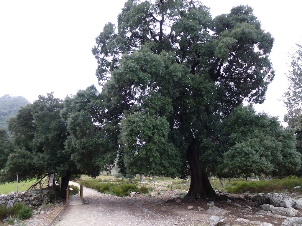 Alzina den Pere-500 Años by txema-122