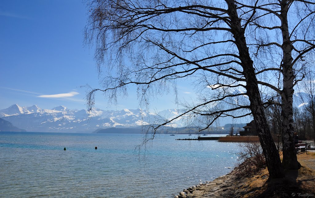 Am Thunersee beim Pfaffenbühl (© Buelipix) by Buelipix