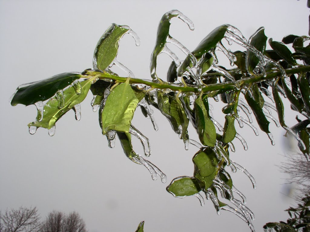 Northern Virginia Ice Storm by Brian Zurita