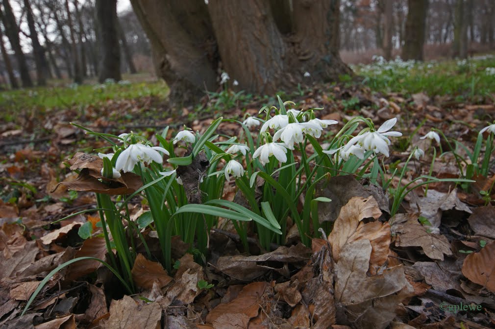 Traum vom Frühling /Dream of Spring by giselaplewe